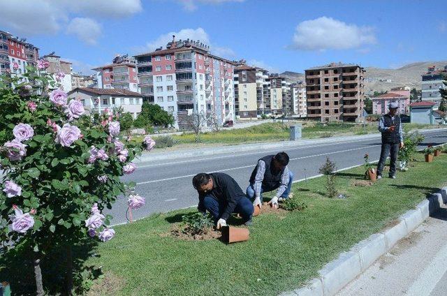 Otuz Yapraklı Gül Şehri Darende ‘gül’ İle Donatıldı