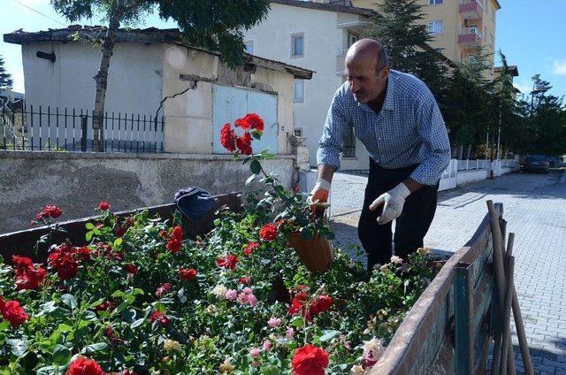 Otuz Yapraklı Gül Şehri Darende ‘gül’ İle Donatıldı