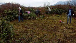 Trabzon’da Maviyemiş Bakım Çalışmalarına Başlandı