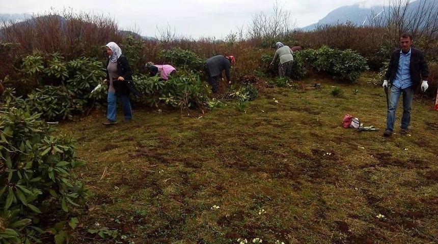 Trabzon’da Maviyemiş Bakım Çalışmalarına Başlandı