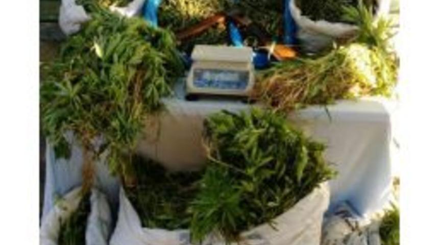 Alanya'da 21 Bin Kök Kenevir Ele Geçirildi