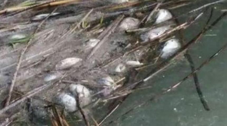 İznik G&ouml;l&uuml;'nde Toplu Balık &Ouml;l&uuml;m&uuml;ne Inceleme