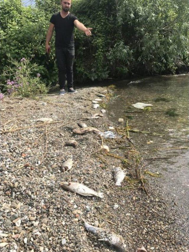 İznik Gölü'nde Toplu Balık Ölümüne Inceleme