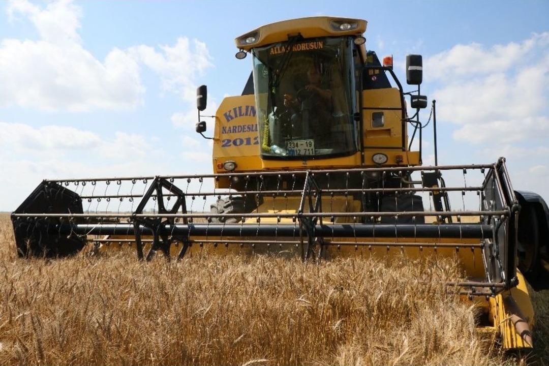 (&ouml;zel Haber) &Ccedil;ukurova&rsquo;da Buğday Hasadı Başladı