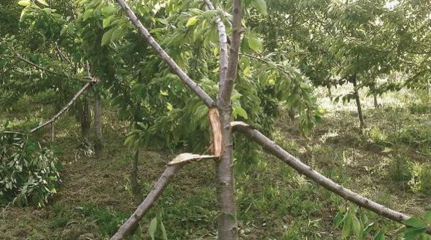 Bah&ccedil;eye Giren Ayılar Kirazları Yedi