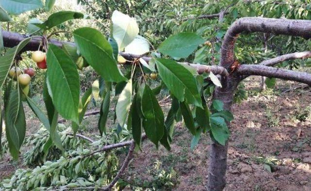 Bah&ccedil;eye Giren Ayılar Kirazları Yedi 1