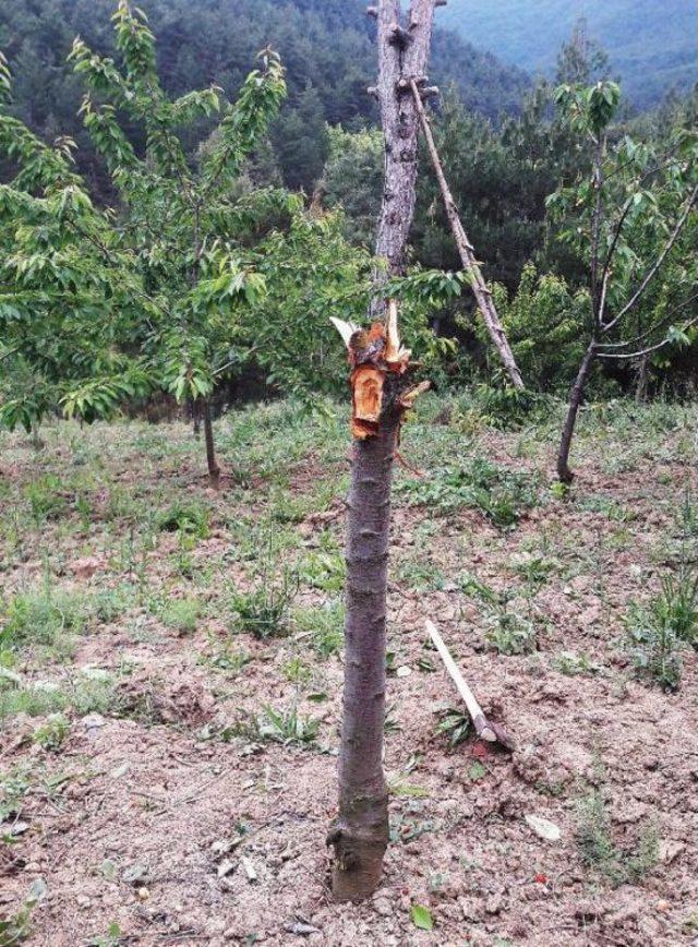 Bah&ccedil;eye Giren Ayılar Kirazları Yedi 2