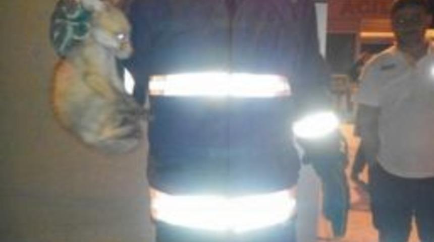 Hastanede Mahsur Kalan Yavru Tilkiyi İtfaiye Ekipleri Kurtardı