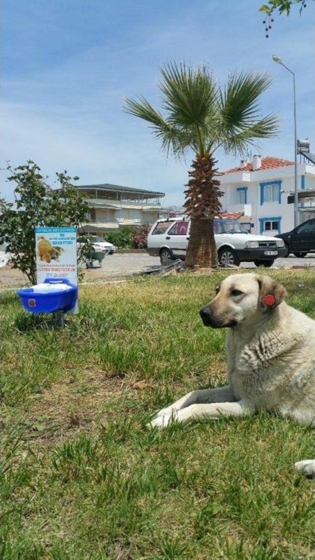 Ayvalık’ta Can Dostlara Otomatik Suluklar Kazandırılıyor