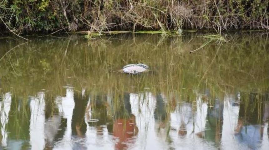Kaybolan Alzheimer Hastası Kadının Cesedi, Derede Bulundu