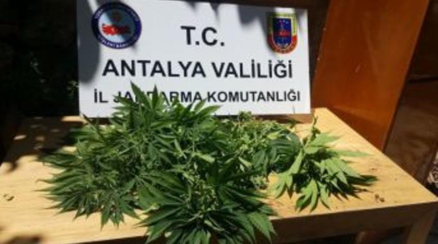 Jandarmadan Hint Keneviri Operasyonu