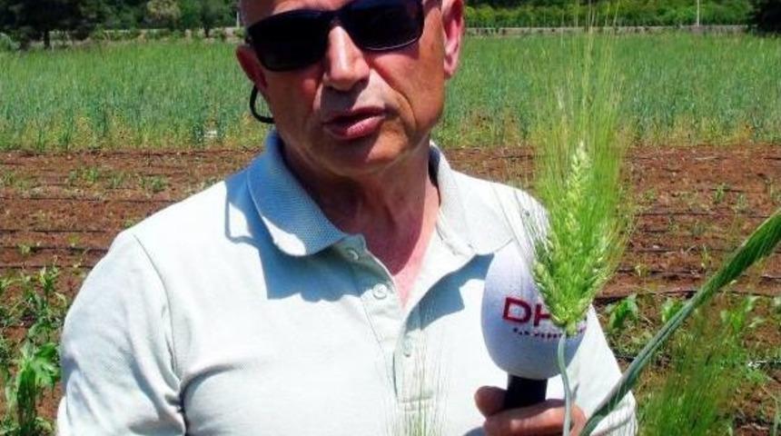 K&uuml;ltepe'de Bulunan 7 Bin Yıllık Buğday Marmaris'te Umut Oldu