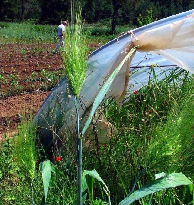 Kültepe'de Bulunan 7 Bin Yıllık Buğday Marmaris'te Umut Oldu