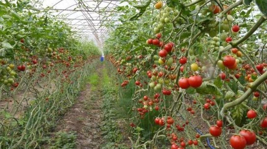 Domatesin Kilosu &Uuml;reticide 30-40 Kuruşa D&uuml;şt&uuml;