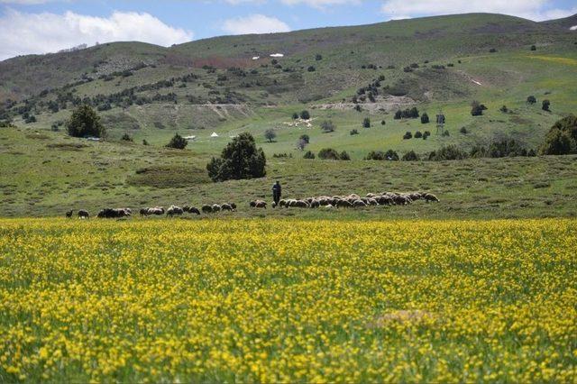 Tunceli’de Yayla Hayatı Başladı