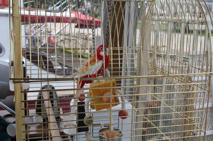 Galatasaray Adası’nın Papağanı "cimbom" Da Tahliye Edildi G1