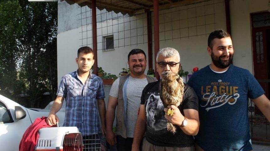 Yavru Şahin Koruma Altına Alındı