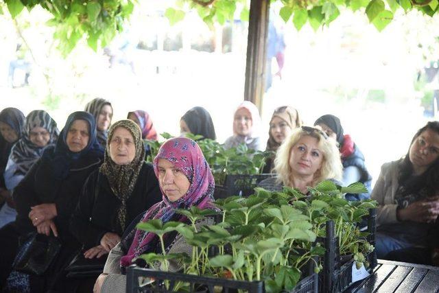 İzmit’te Balkonlarda Organik Sebze Yetişecek