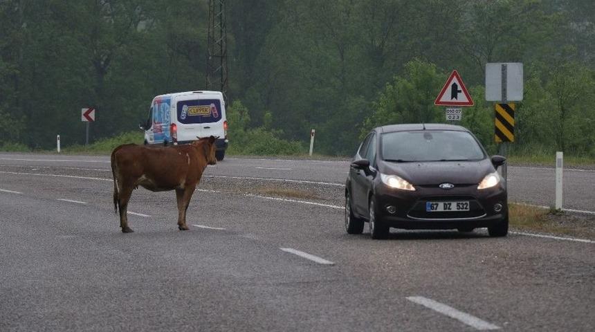 Karayolunun Ortasına &Ccedil;ıkan İnekler S&uuml;r&uuml;c&uuml;leri Korkutuyor