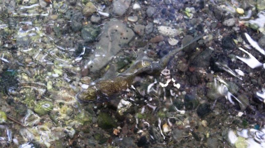 Balıklıg&ouml;l&rsquo;de Eğri Balık G&ouml;renleri Şaşırttı