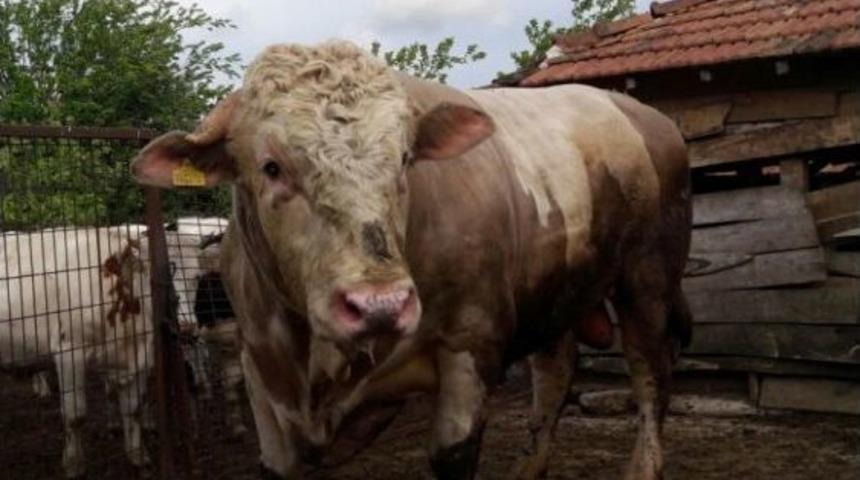 &lsquo;paşa&rsquo; İsimli Tosunu Rekora Hazırlıyor