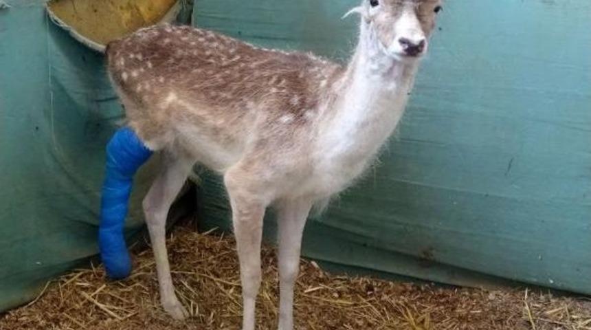 Tedavisi Yapılan Arka Bacağı Kırık Geyik Doğaya Bırakılacak