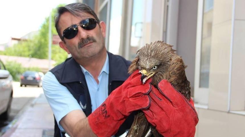 Yaralı Şahine Zabıta Sahip &Ccedil;ıktı