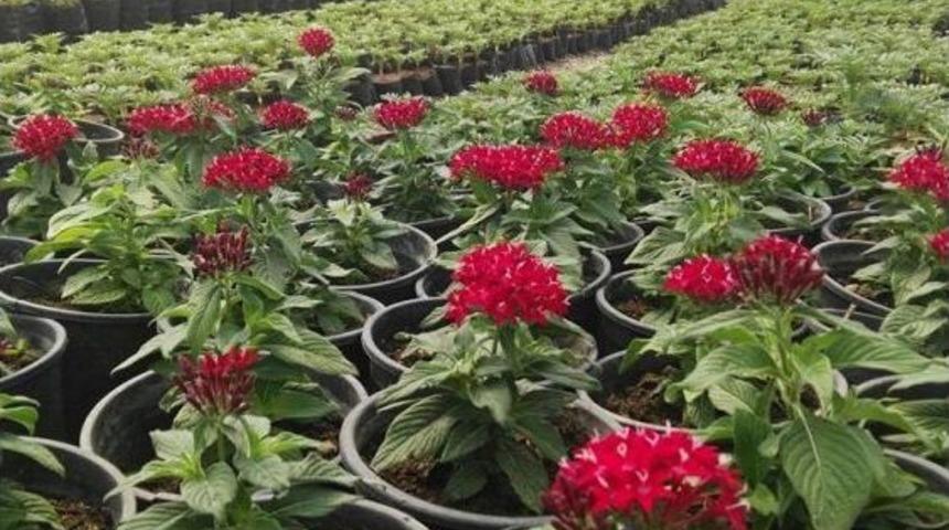 Akdeniz, 120 Bin &Ccedil;i&ccedil;ekle Renklenecek