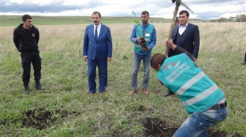 H&uuml;k&uuml;ml&uuml;ler Fidan Dikti