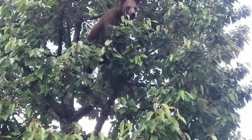 (&ouml;zel Haber) Bursa&rsquo;da Kirazlarını Yiyen Ayıyı B&ouml;yle G&ouml;r&uuml;nt&uuml;ledi, Mahkemeye Vermekle Tehdit Etti