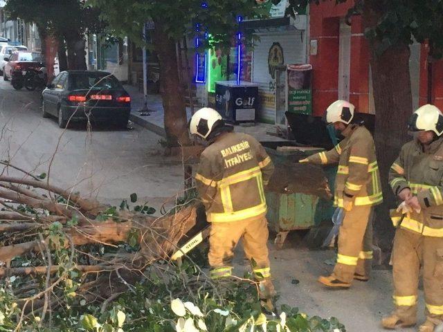 Sahur Vakti Devrilen Ağaç Korkuttu