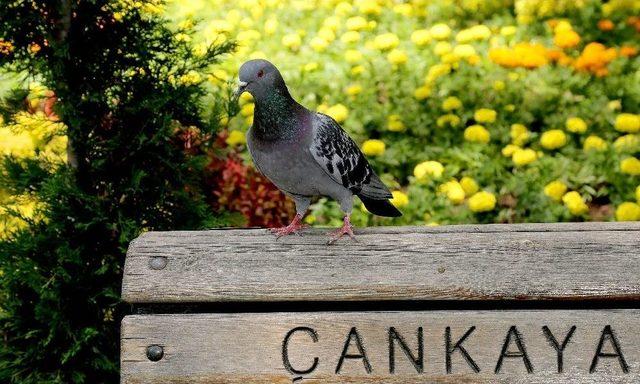 Kuğulupark’a 10 Bin Çiçek