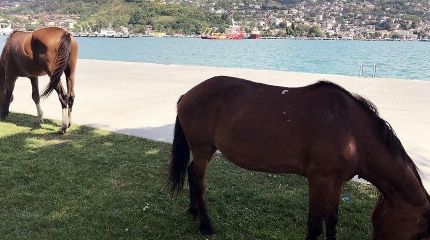 (&ouml;zel Haber) Sarıyer&rsquo;de Başıboş At S&uuml;rprizi