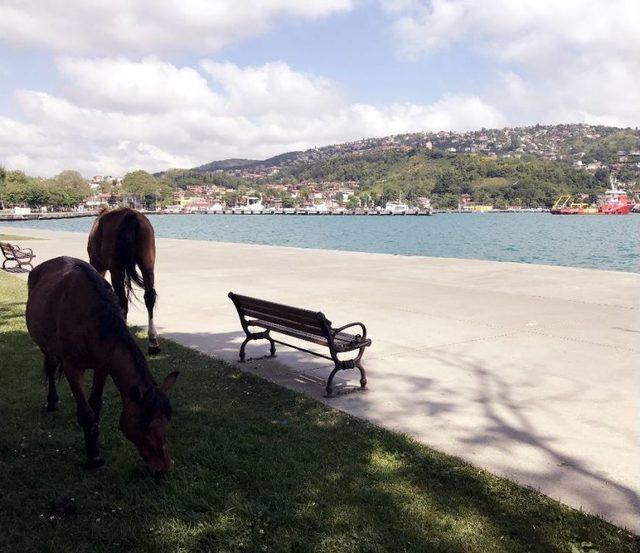 (özel Haber) Sarıyer’de Başıboş At Sürprizi