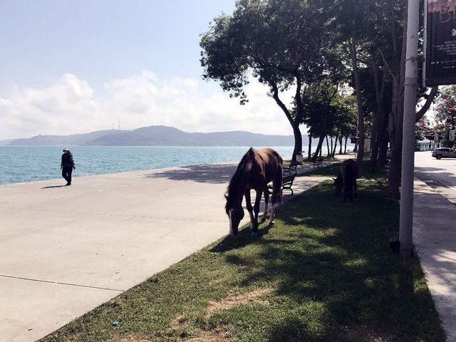 (özel Haber) Sarıyer’de Başıboş At Sürprizi