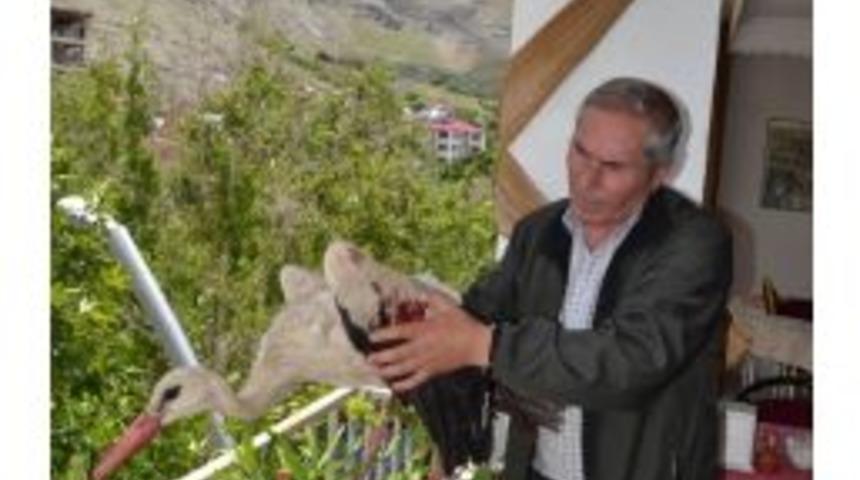 K&ouml;peklerin Yaraladığı Leyleğe Şefkat Eli
