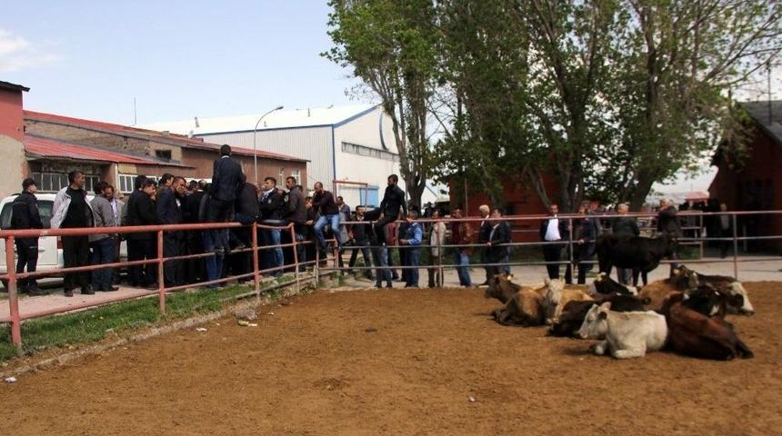 Erzurum’daki Canlı Hayvan Pazarı Kapatıldı