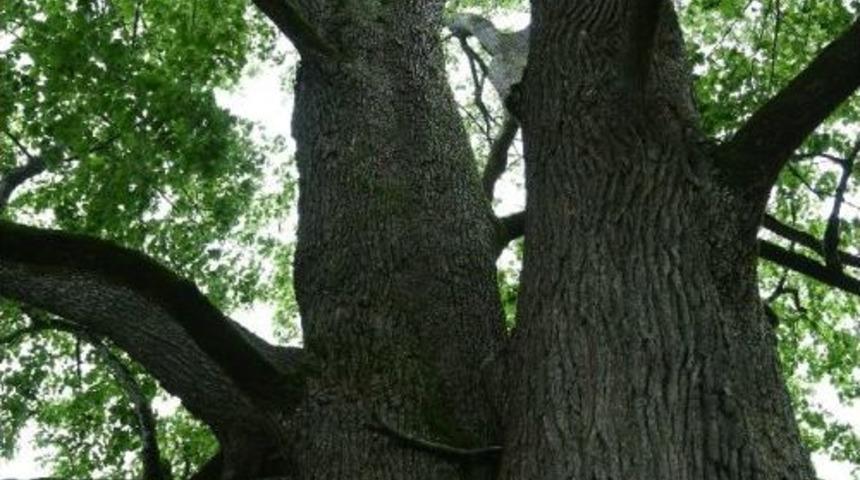 600 Yıldır Şifa Dağıtıyor