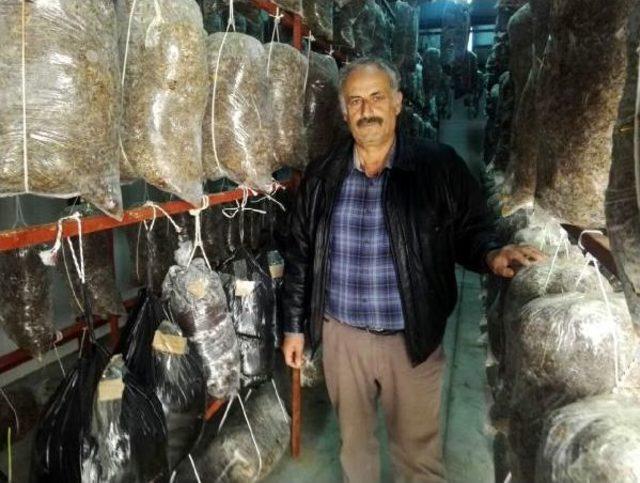 Ayda 50 Ton Istiridye Mantarı Üretiyorlar