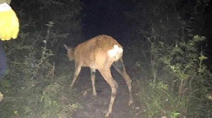 Tedavi Edilen Karaca Yeniden Doğaya Salındı