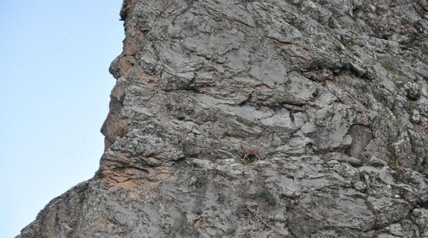 Karınlarını Doyurmak İsteyen Dağ Keçilerinin Tehlikeli Yolculuğu