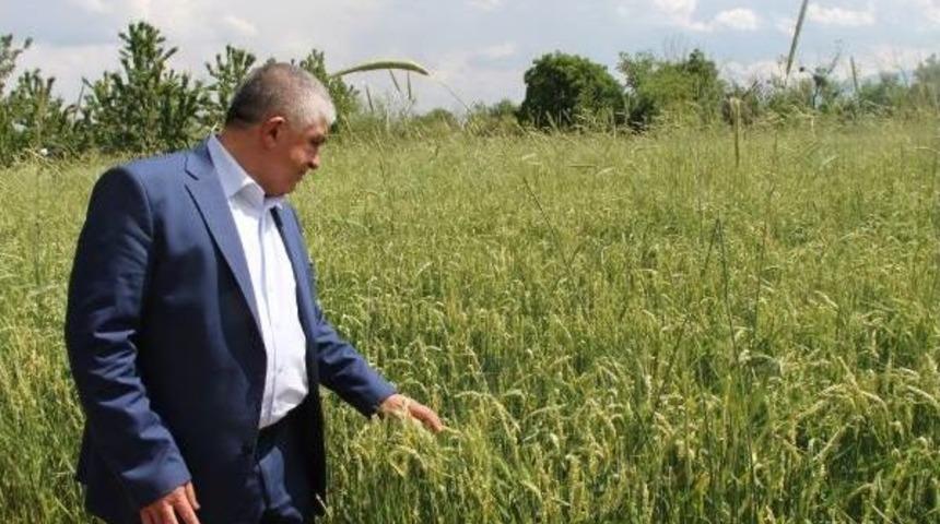 Burdur'da Dolu Zararı 1 Milyon Lira