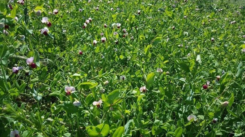 B&uuml;y&uuml;kşehir&rsquo;den Yem Bezelyesi &Uuml;retimine Destek