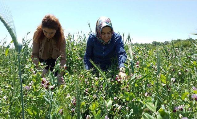 Büyükşehir’den Yem Bezelyesi Üretimine Destek