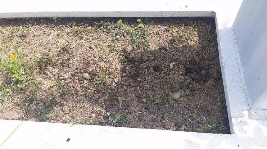 Mezarın &Uuml;st&uuml;nde Bulunan &Ccedil;i&ccedil;ekleri &Ccedil;aldılar