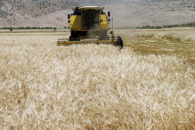 Araban Ovasında Arpa Bereketi