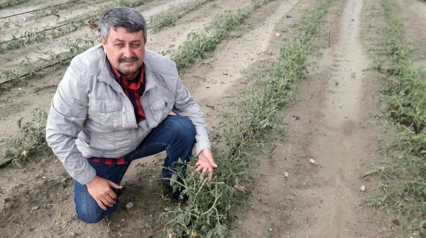 Dolu, &Uuml;z&uuml;m Bağlarını Ve Domates Bah&ccedil;elerini Vurdu