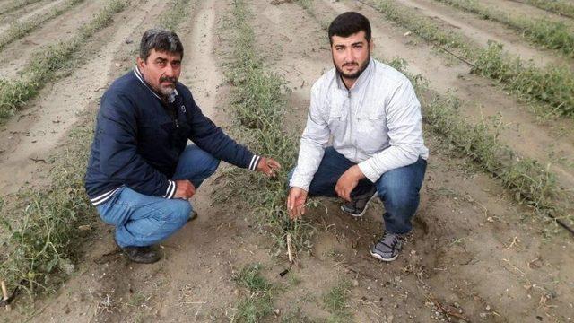 Dolu, Üzüm Bağlarını Ve Domates Bahçelerini Vurdu