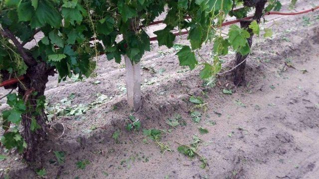 Dolu, Üzüm Bağlarını Ve Domates Bahçelerini Vurdu