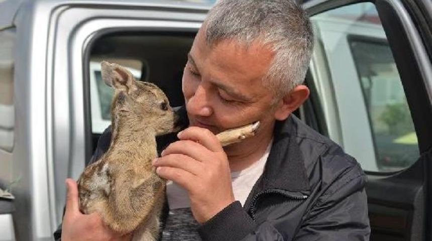 Vatandaşlar Tarafından Bulunan Iki Yavru Karaca Yetkililere Teslim Edildi